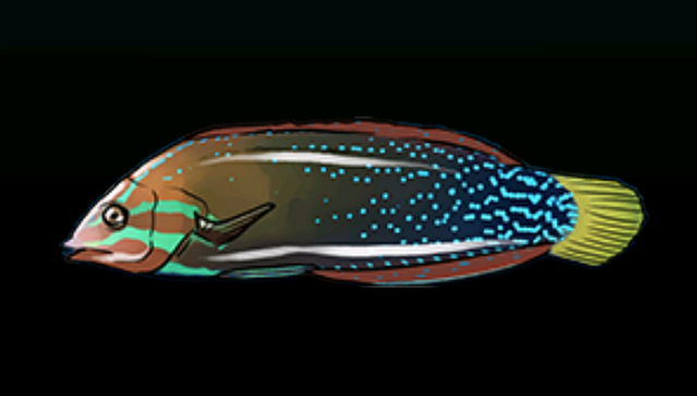 File:ClownWrasseACP.png