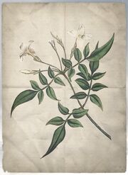 ACS DB Common Jasmine