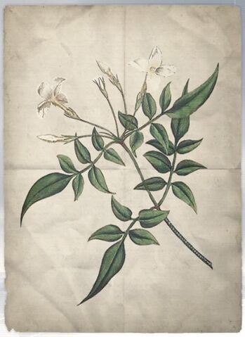 File:ACS DB Common Jasmine.jpg