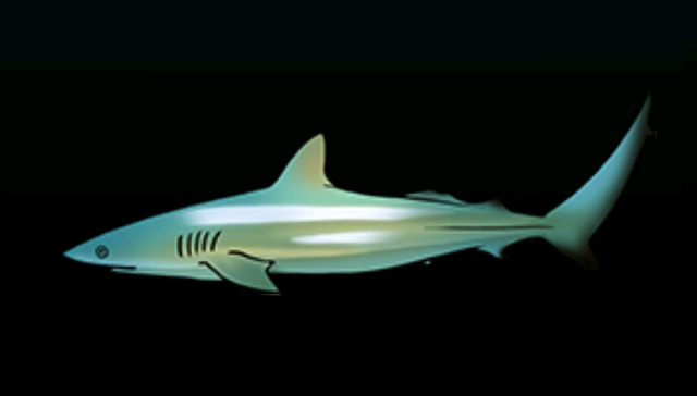 File:DuskySharkACP.png
