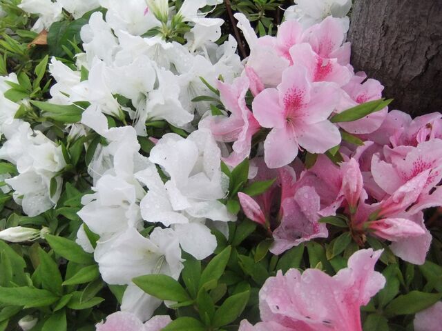 Archivo:Azalea.jpg