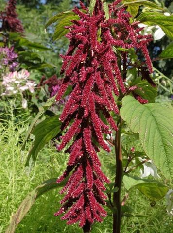 Archivo:Amaranthus-caudatus-love-lies-bleeding.jpg