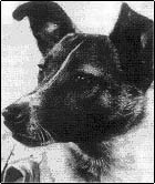 Laika.png