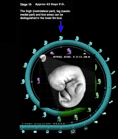 File:Embryology Wheel.gif