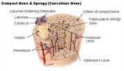 Bone illus