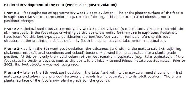 File:Description of Foot Ontogenesis.jpg