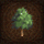 Small-tropical-tree