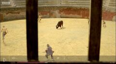 Bull