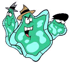 Amoeba.jpg