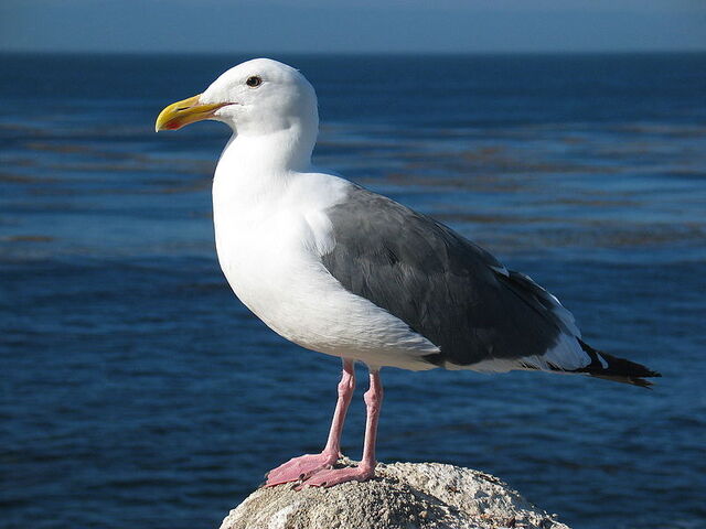 Archivo:Gaviota.jpg