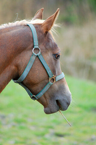 File:Horse.jpg