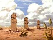 Erdhörnchen