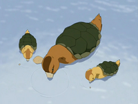 Turtle ducks