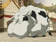 Hippo cow