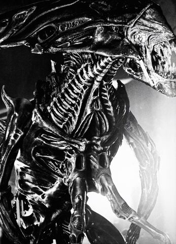 File:HerMajestyBlackandWhite.jpg