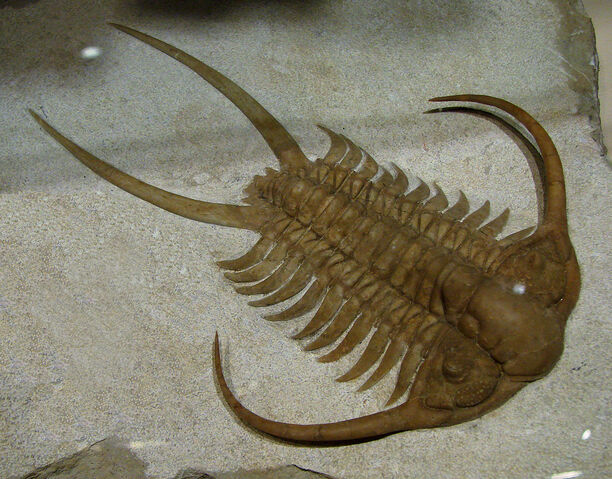 File:Trilobite real.jpg