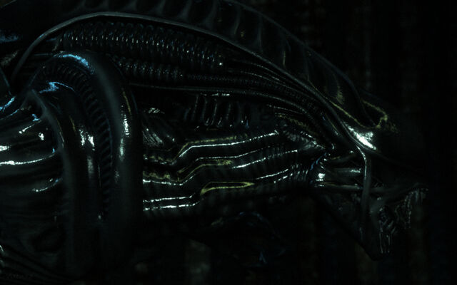 File:Xenomorph desktop 1440x900 hd-wallpaper-997764.jpg