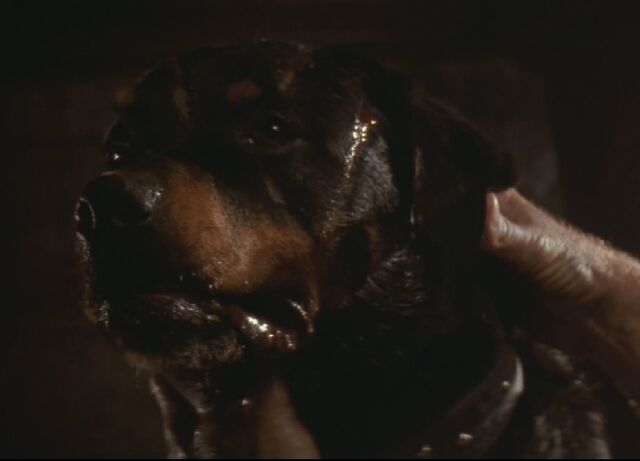 File:Spike the dog.jpg