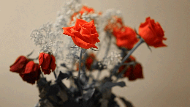 File:C4AB01491B73B9916E8E3C8B9544803F776514E6FEAFC 640 360.gif