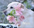 2013年4月7日 (星期日) 11:49的版本的缩略图