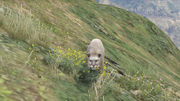 Puma.png