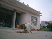 SweetSweetPhoto-20080510-04