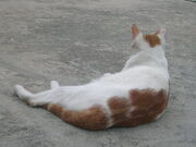 SweetSweetPhoto-20080510-01