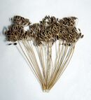 Dill dried umbel