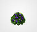 Blackberry Bush