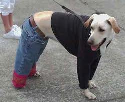 File:Dogdressedupashuman.jpg