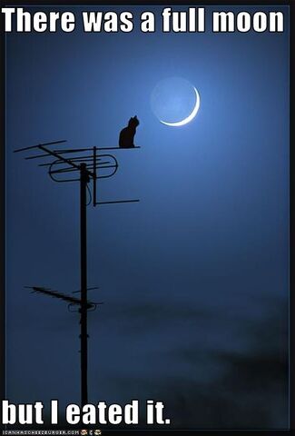 File:Funny-pictures-cat-ate-moon.jpg