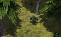 Berries.jpg