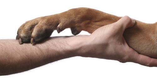 Paw-shaking-hand-1-
