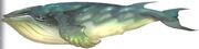 Whale