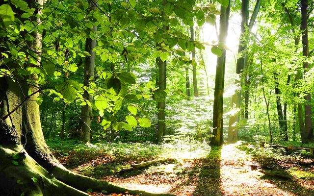 File:Forest.jpg