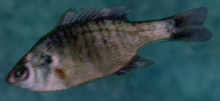 Fishcloseup