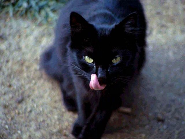 File:BlackCat3.jpg