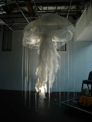 Brain jellyfish