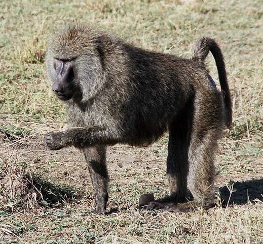 File:648px-Olivebaboon.jpg