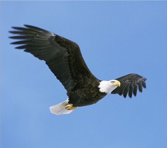 File:BaldEagle.jpg