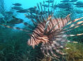 Thumbnail for version as of 14:09, March 2, 2012