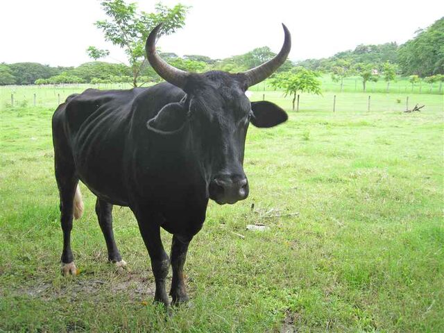 File:Bull.jpg