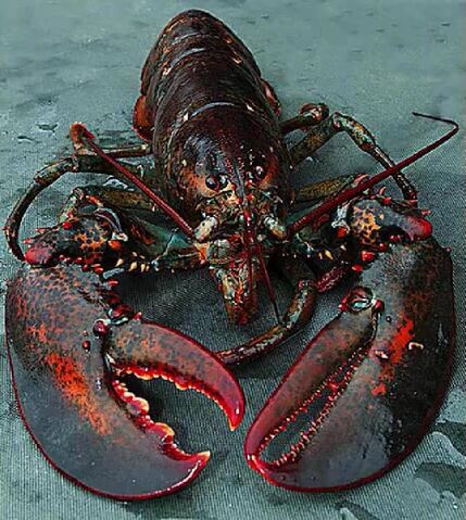 File:Lobster.jpg