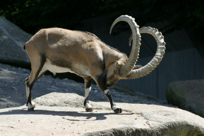 File:Ibex.jpg