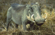 Warthog