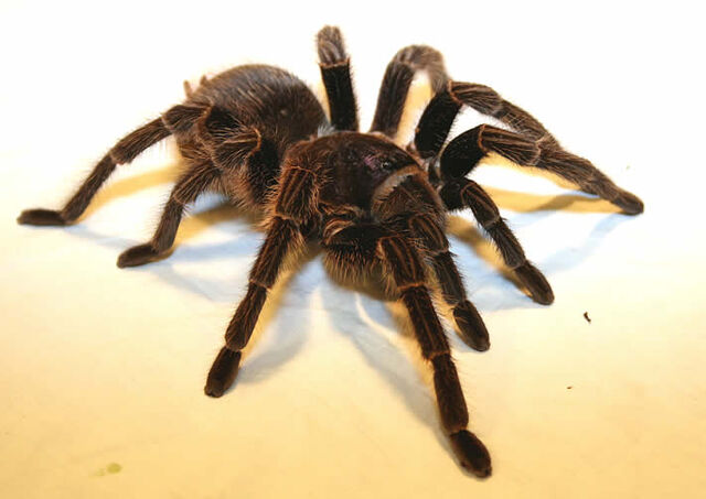 File:Tarantula haitian.jpg