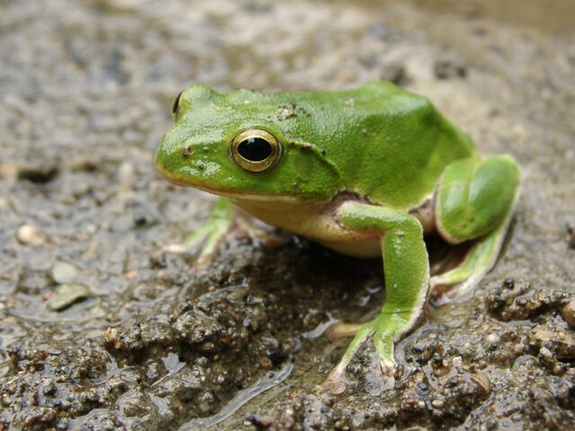 File:Green-frog.jpg