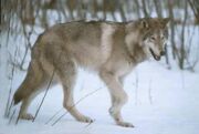 Grey Wolf