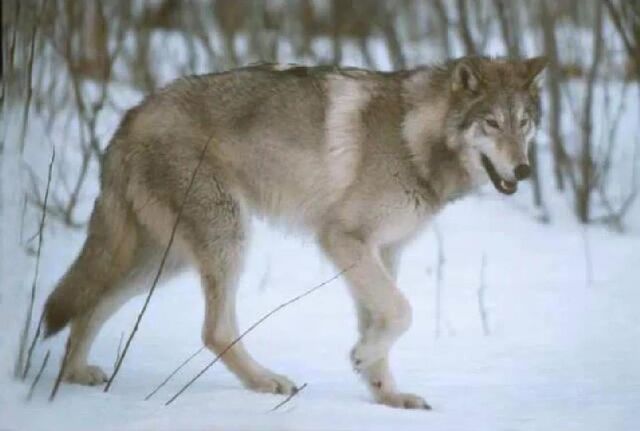 File:Grey Wolf.jpg