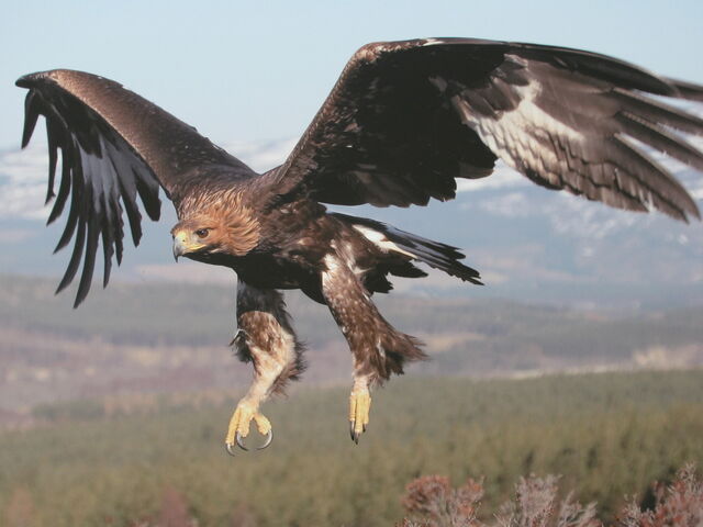 File:Golden Eagle Scottish Highlands Wallpaper wuuuf.jpg